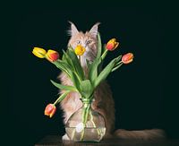 Wodan und seine Tulpen