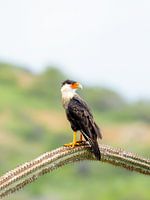 Crested caracara 🦅