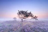 Rêver sur les landes...