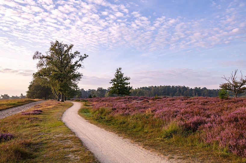De paarse heide in de Kampina. van Els Oomis