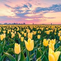 Yellow Tulips