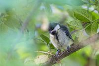 Junge Kohlmeise im Holunderbaum