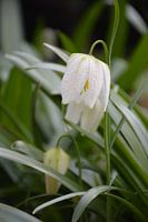 lapwings flower Groningen
