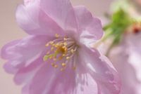 Bloesem. Hanami. Cherry Blossom.