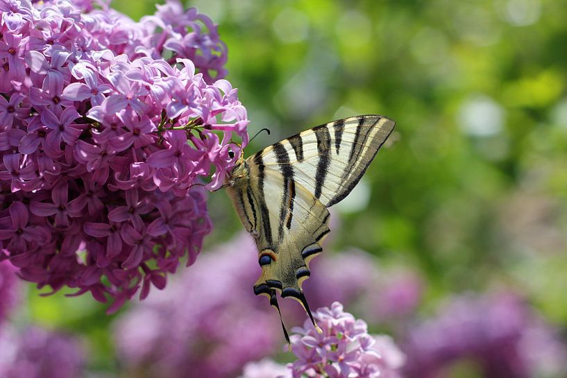 The Lilacs by Cornelis (Cees) Cornelissen