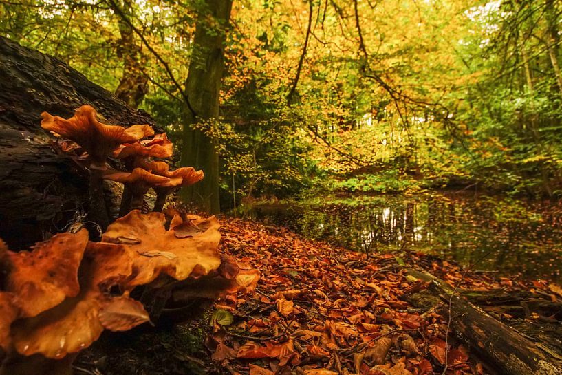 natuur aan meer par Dirk van Egmond