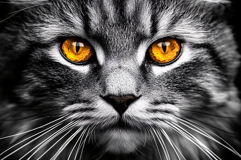 Katzenaugen in schwarz-weißem Kontrast von Imperial Art House