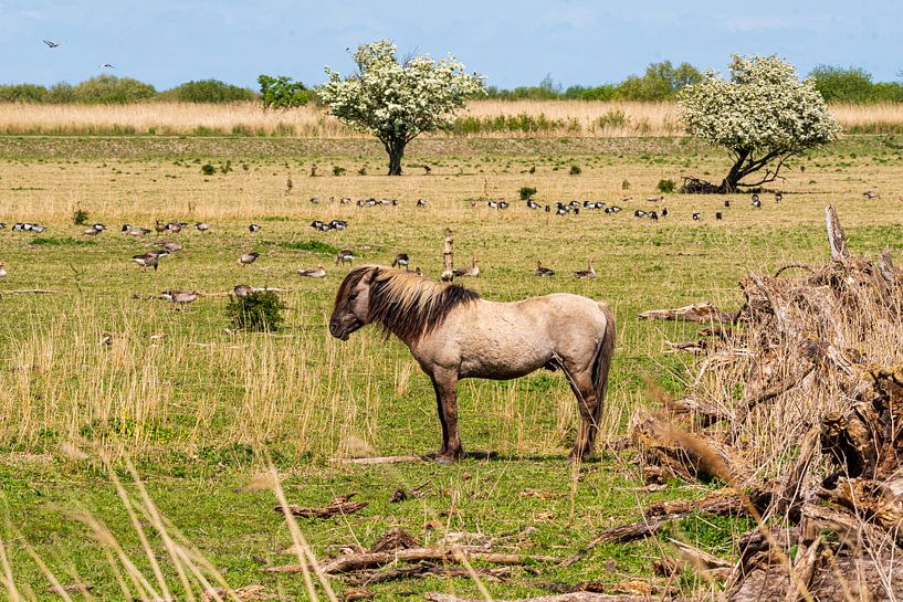 Konik horse Oostvaardersplassen by Merijn Loch