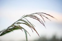 Roseau dans la lumière du soir