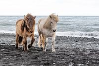 Poneys islandais
