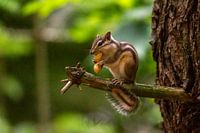 Écureuil sibérien avec une grosse cacahuète