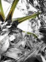 Palme schwarz-weiß und grün