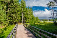 Spaziergang rund um den Wildsee