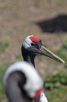 Ein entspannter Kranich