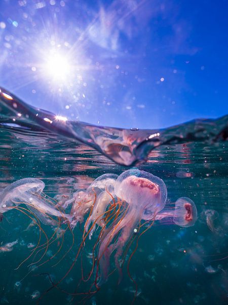 Méduses dans le port de Simons Town par thomas van puymbroeck