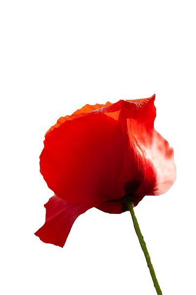 Der Mohn von Truus Nijland