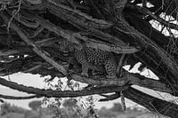 Léopard dans un arbre, Ouganda, Noir et blanc