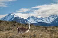 A llama in Patagonia national part on the route of the carretera austral