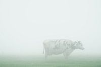 koe starend in de mist