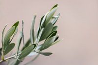 Olive tree | olive branches | fine art photography | botanical
