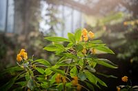 La symphonie des formes : La diversité botanique en images