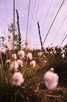 Herbe à laine de Scheuchers