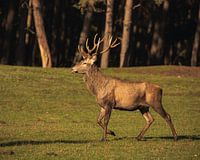 Deer in morning sunlight