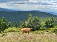 Mountains with bison