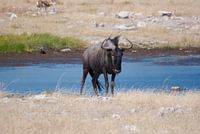 Blue Wildebeest