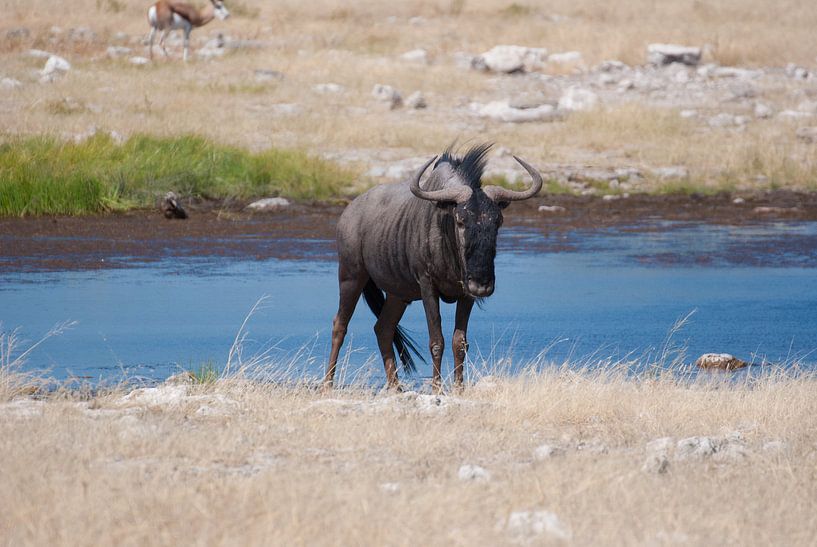Blue Wildebeest von Miranda Zwijgers