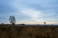 zons opgang op de veluwe