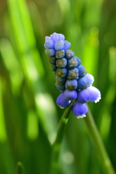 Raisins bleus par Gerard de Zwaan