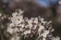 Lumière du printemps