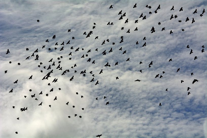 Ciel de corbeau par Edgar Schermaul