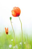 Coquelicots dans un champ de rosée