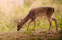A young roe deer in a dune area