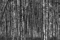 Birch forest black and white