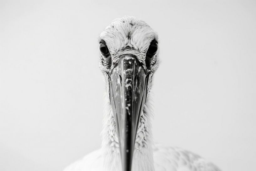 Storch von Poster Art Shop