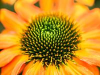 Makroaufnahme einer orangefarbenen Blüte mit grüner Mitte