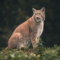 the lynx