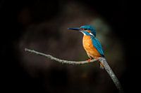 Eisvogel genießt das Leben