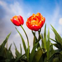 Nederlandse Tulpen