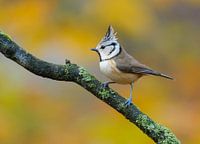 Schopfmeise in Herbststimmung
