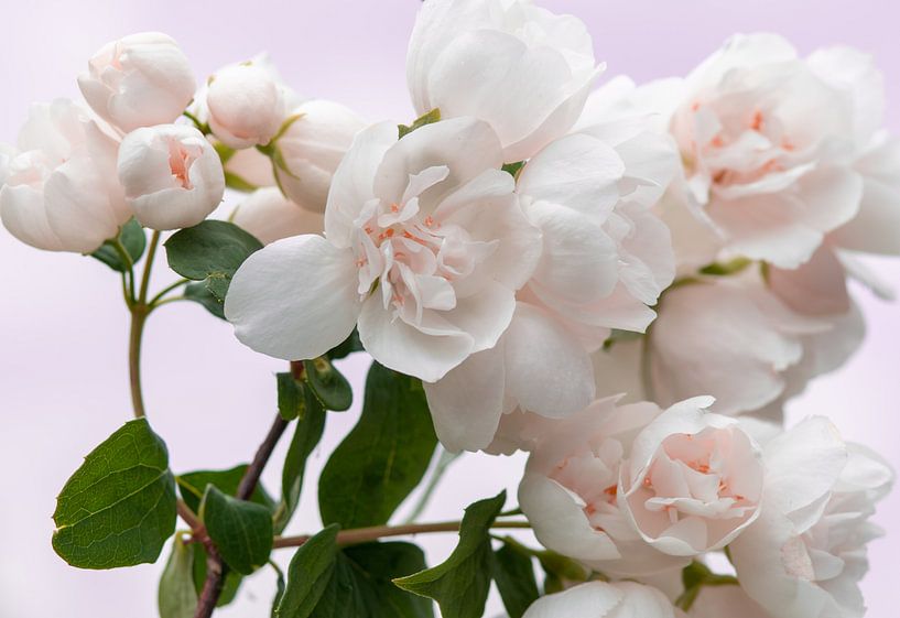 Weiß mit rosa Blüte von Jolanda de Jong-Jansen