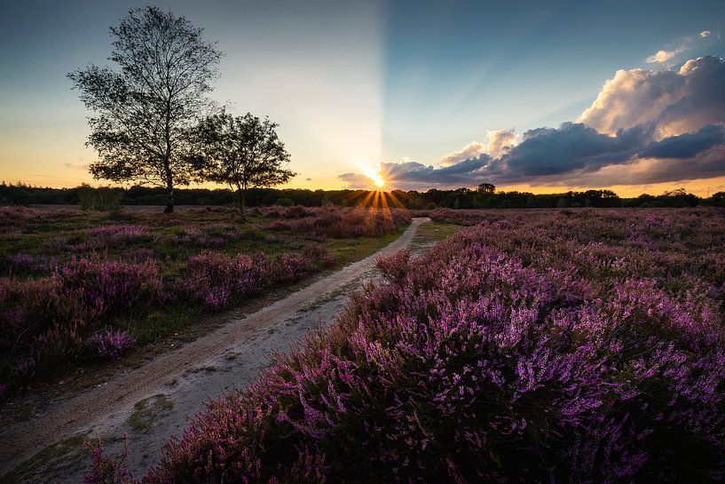 Blume von Thom Brouwer