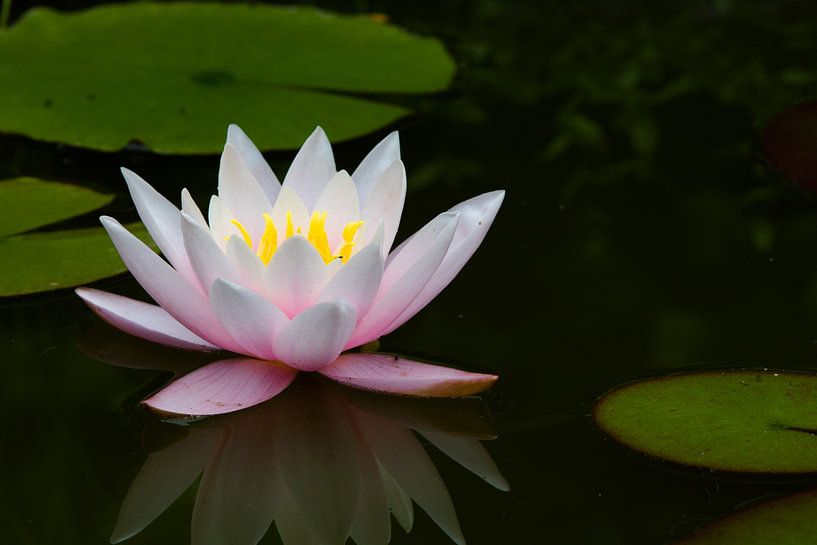 white pink water lily by Martin Mol