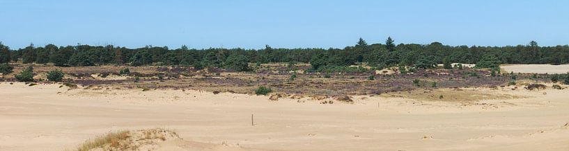 Aekingerzand a unique heathland. by Wim vd Neut