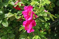 Fleurs de la pomme de terre rose sur Langeoog