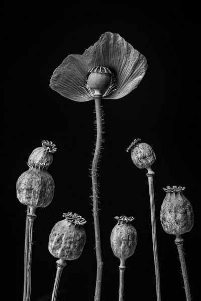 The Beauty and her admirers by Steffen Sebastian Schäfer