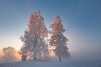 leuchtende Baumwipfel im Nebel